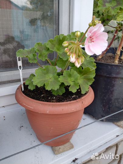 Продам герань PAC Salmon Komtess