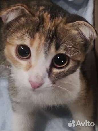 Кошка в дар