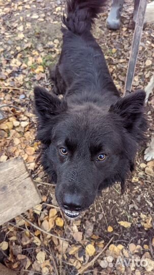 Собака в добрые руки бесплатно