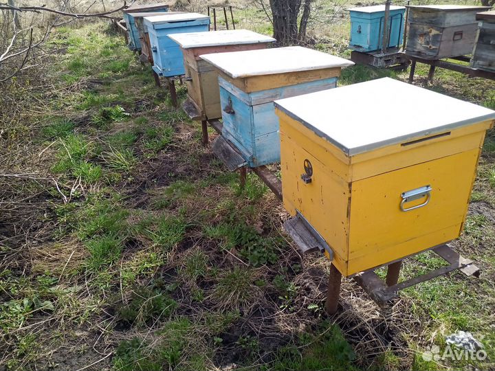 Пчелосемьи