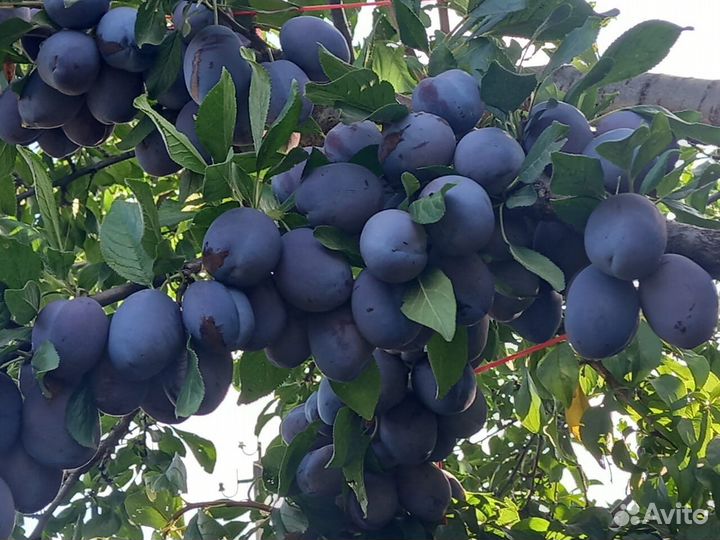 Саженцы сливы