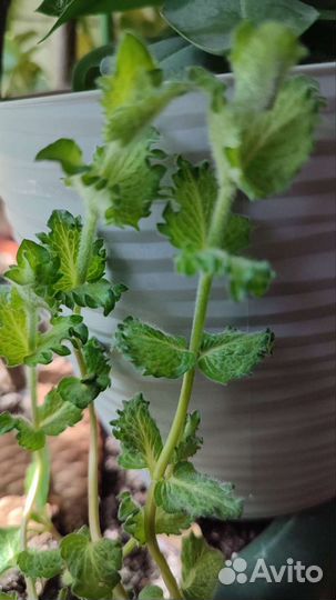 Сортовая Мята, пряные травы