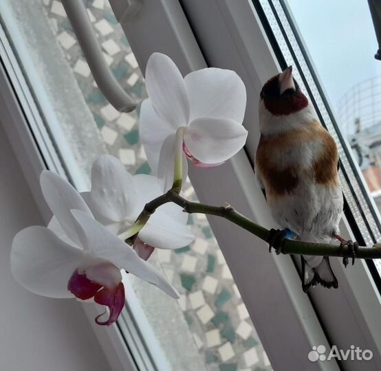 Птица щегол