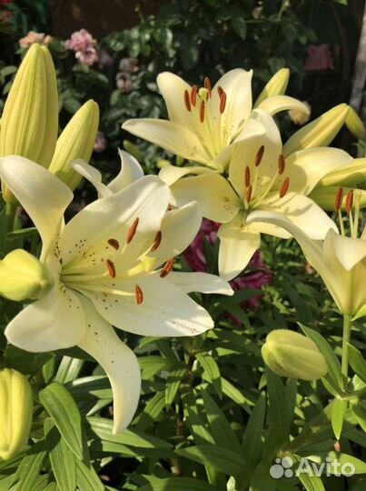 Лилия фисташково-белая
