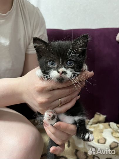 Отдам котят британской кошки