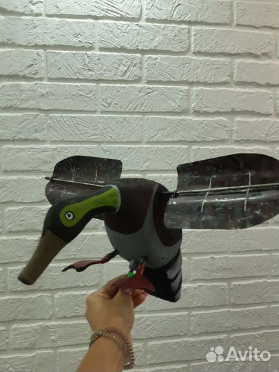 Утка махокрыл