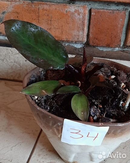 Филодендрон