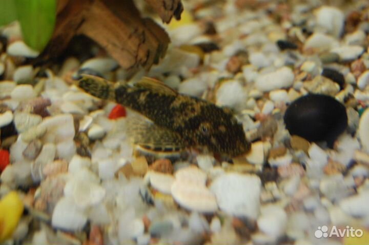 Два самца и самка зелёные данио