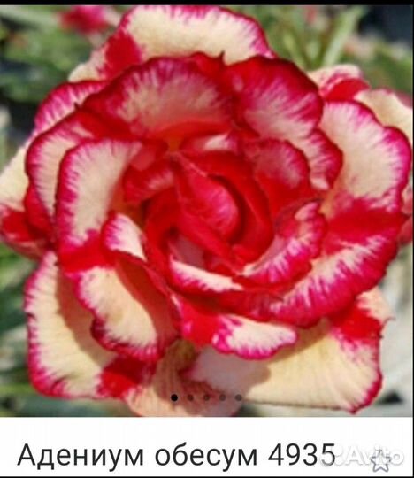 Адениум махровый привитый