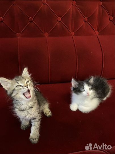 Котята дворовые