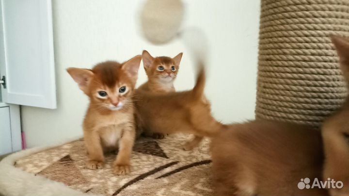 Абисинские котята