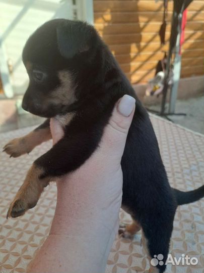 Собаки щенки