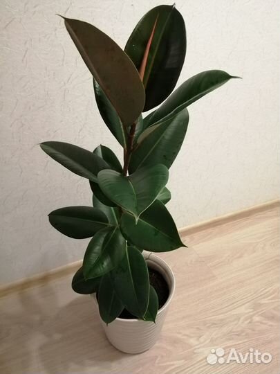 Фикус