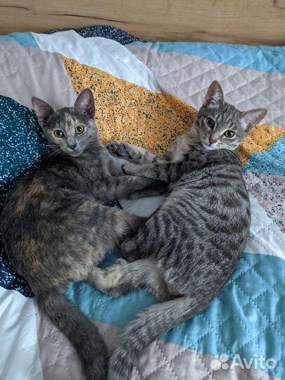 Кошечка в добрые руки