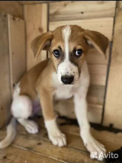 Нашли щенка, мальчик 4мес, в добрые руки