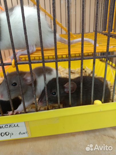 Крысята дамбо