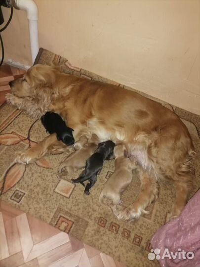 Английский кокер спаниель