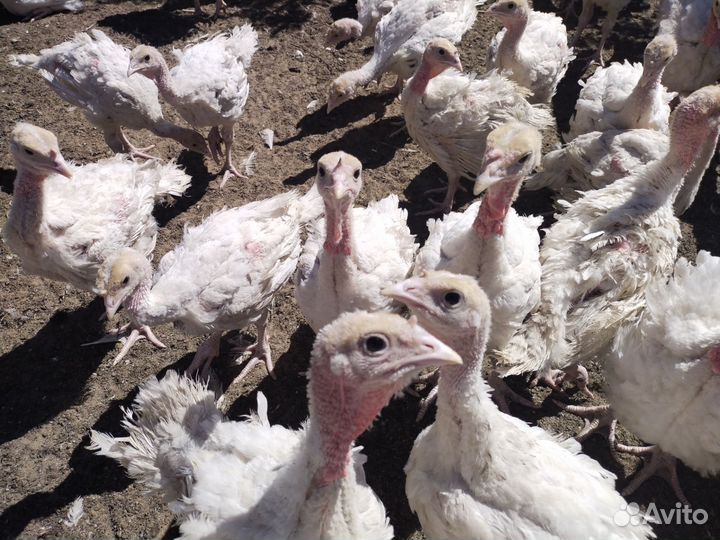 Индюки индюшата Хайбрид