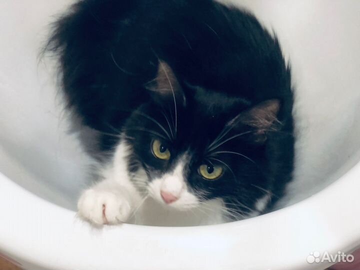 Красавица киса в надёжные руки