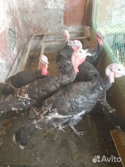 Породистые петушки