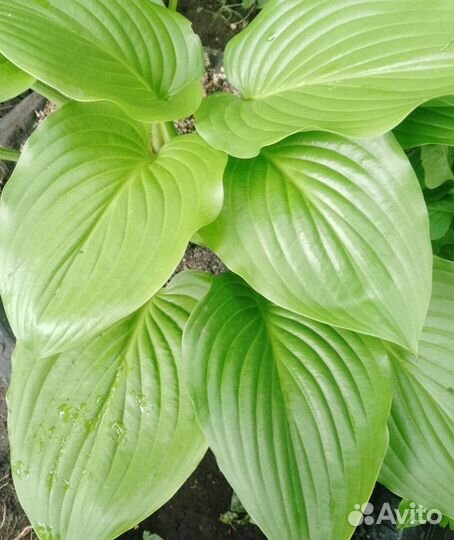 Хоста растение