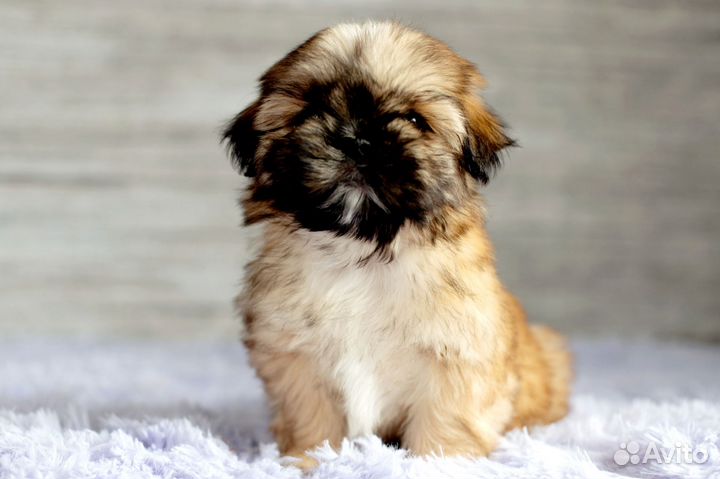 Ши-тцу девочки