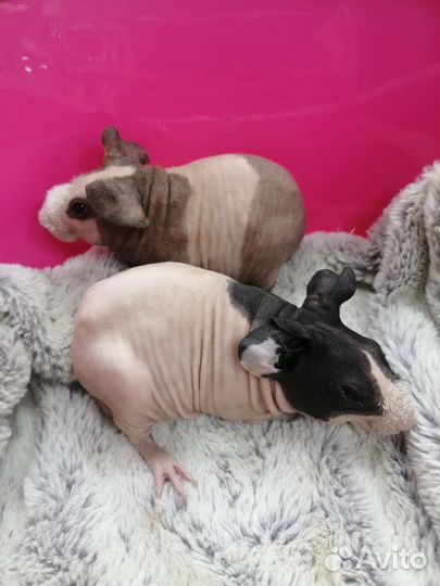 Морские свинки Скинни и Крестед