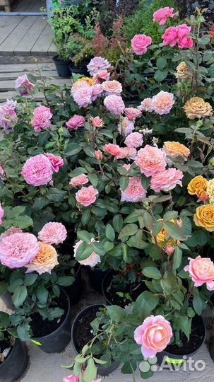 Саженцы роз в ассортименте