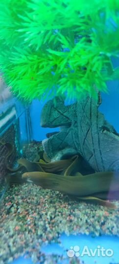 Мурена,крабы радужные и многое другое