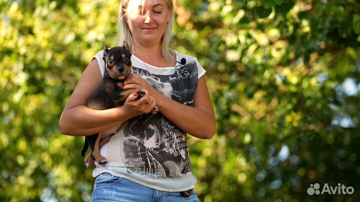 Американский Булли щенки мальчик триколор 2 месяца