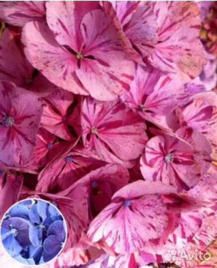 Гортензия крупнолистная