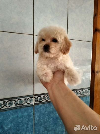 Щенки Мальтипу f1