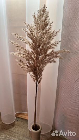 Пампасная трава (Камыш), сухоцветы