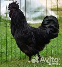 Ухей илюи, Цыплята, Инкубационное яйцо