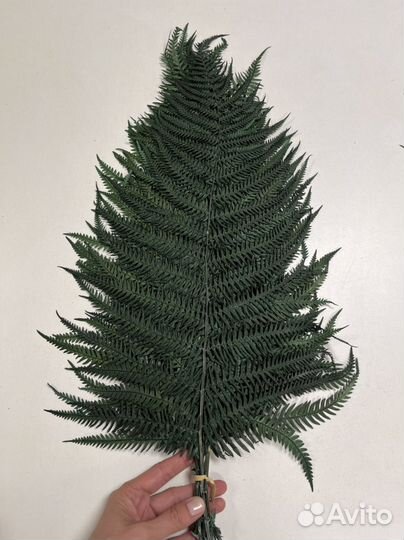 Папоротник стабилизированный оптом и в розницу