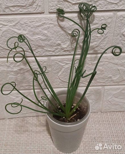 Альбука, дорстения, крестовник, Монадениум