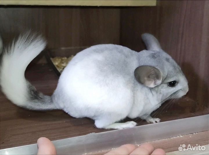 Шиншилла девочка