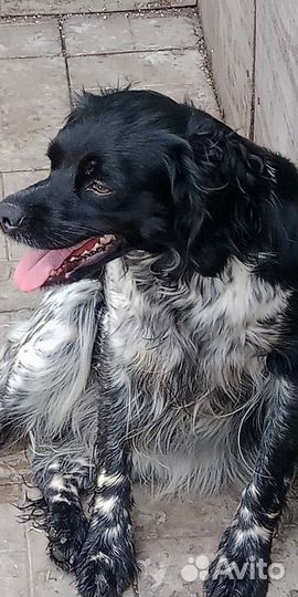 Бретонский эпаньоль