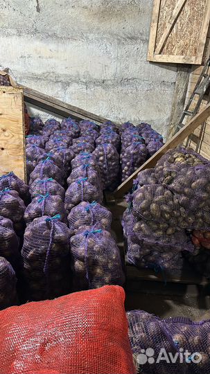 Продам картофель