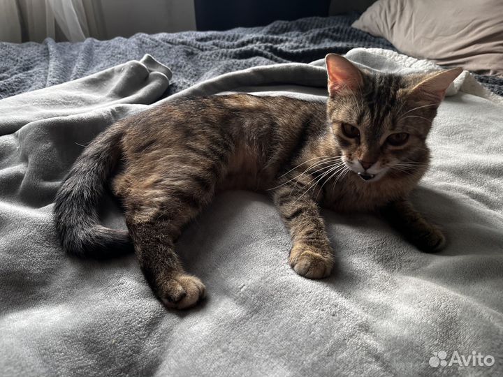 Кошка или кошки