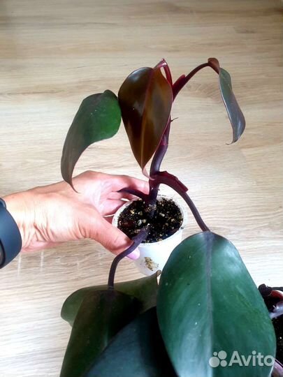 Филодендрон черный рыцарь