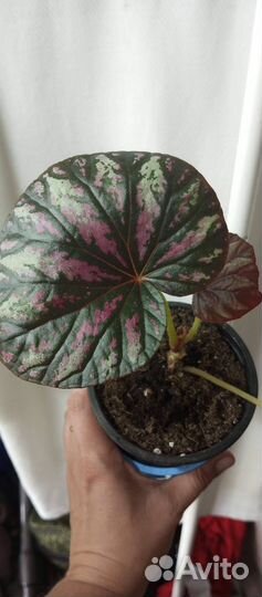 Комнатные цветы