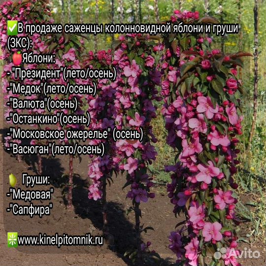 Саженцы