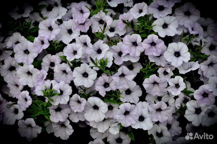 Ампельная петуния