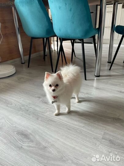 Немецкий шпиц вязка мальчик