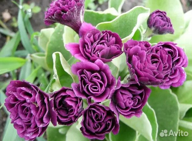 Редкие, красивые растения для сада