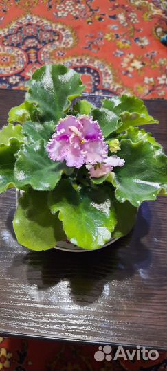 Фиалка в горшках