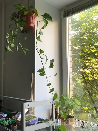 Эпипремнум золотистый