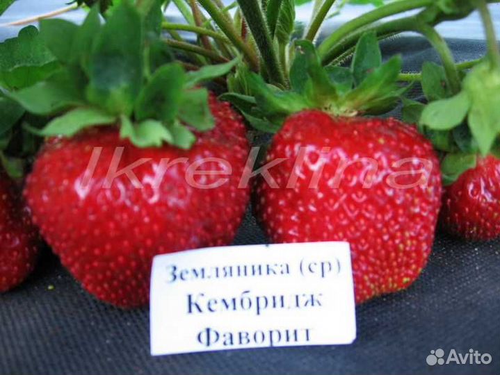 Рассада клубники