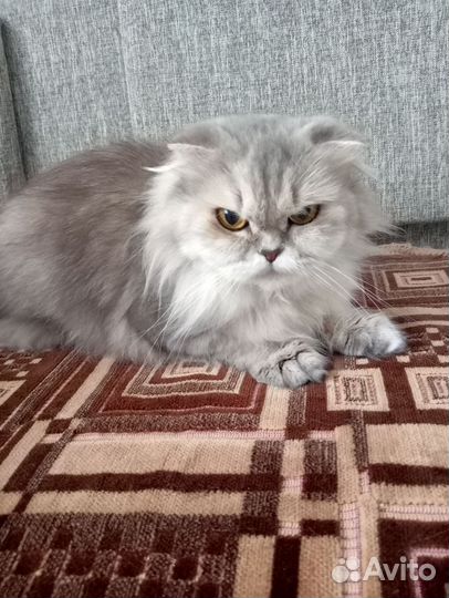 Отдам кошечку